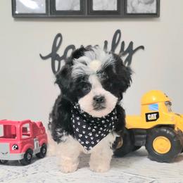 Finney - Black and white male Shihpoo puppy in Eldon, Missouri from B&B Designer Shihpoo’s