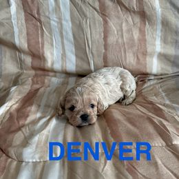 Denver - Cream male Cavapoo puppy in Sherwood, Michigan from Patrick's Puppies