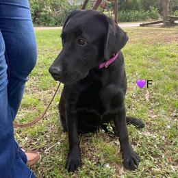 Labrador Retriever Puppies from A. Hansen Labradors