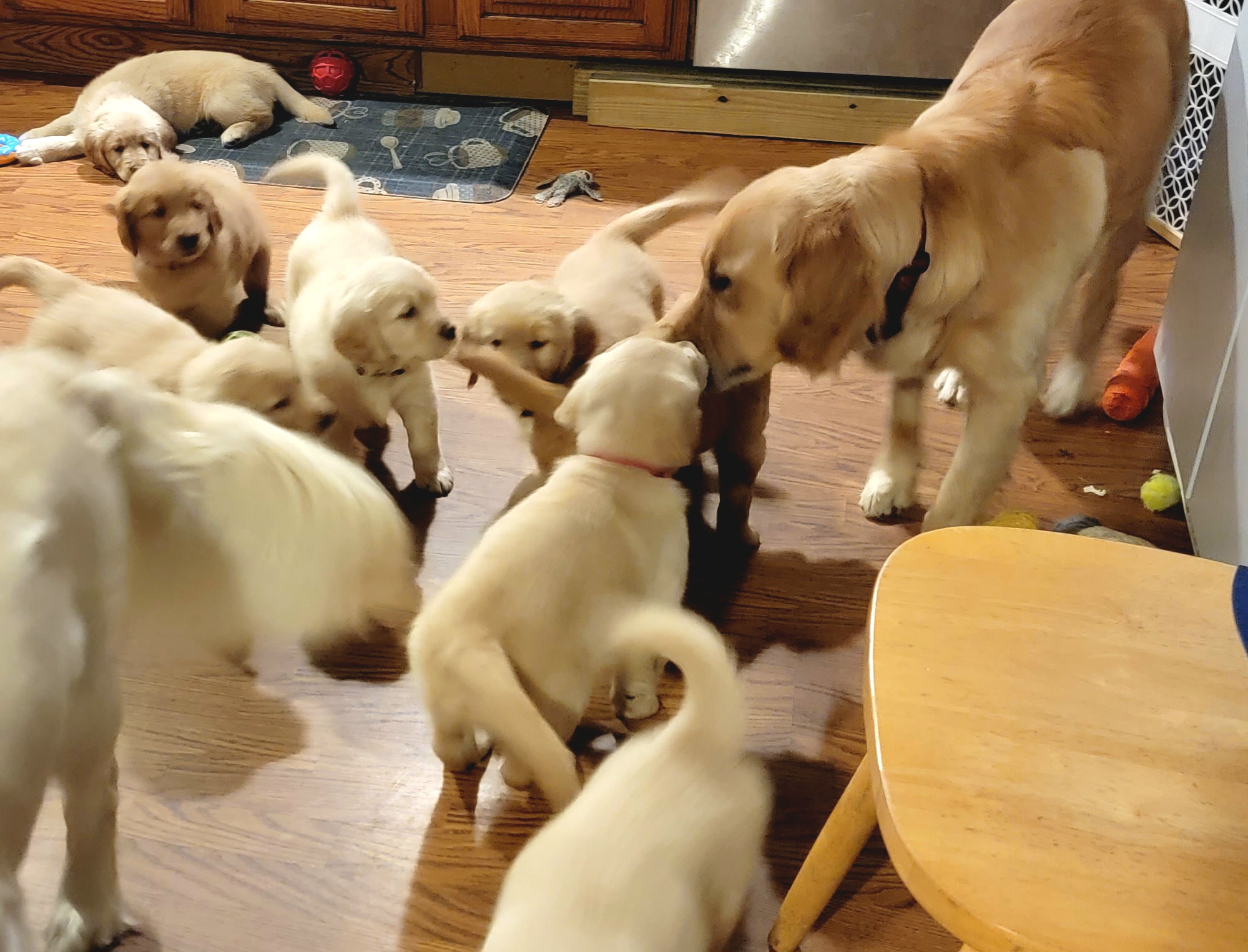 Golden Retriever Puppies from JK Goldens