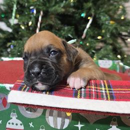 Miss Minty - Fawn female Boxer puppy in Prairieville, Louisiana from Puppy Patch
