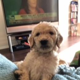 Goldendoodle Puppies from Da Ruba Doodles