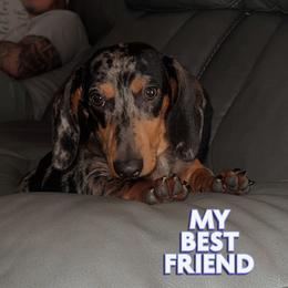 Dachshund All Grown Up from BJGM Dachshunds