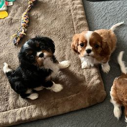 Tri Boy - Tri-color Cavalier King Charles Spaniel puppy in Marengo, Illinois from Millaray Cavaliers