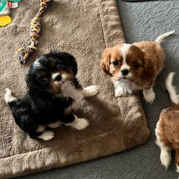 Tri Boy - Tri-color Cavalier King Charles Spaniel puppy in Marengo, Illinois from Millaray Cavaliers