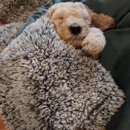 Goldendoodle Puppies from Bee At Ease Farm & Kennel