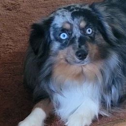 Leroy - Toy Australian Shepherd
