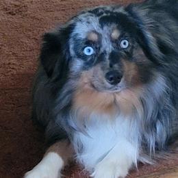 Leroy - Toy Australian Shepherd