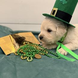 Green - Light golden male Golden Retriever puppy in Brewster, Washington from AB & Co. Goldens