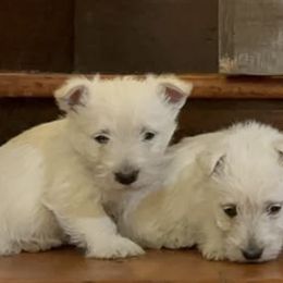 Giant Schnauzers and Scottish Terriers from CVS Giant Schnauzers