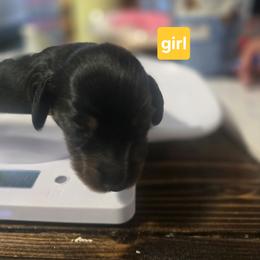 Dachshund Puppies from Little Paws Doxies