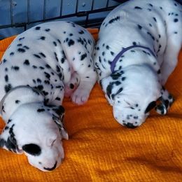 Dalmatians from LilRue Dalmatians