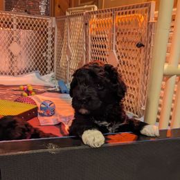 Portuguese Water Dog Puppies from Hat Trick Caos PWDs