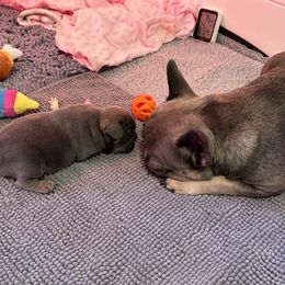 French Bulldog Puppies from Sandy Paws Frenchies LLC