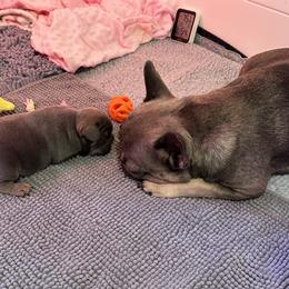 French Bulldog Puppies from Sandy Paws Frenchies LLC