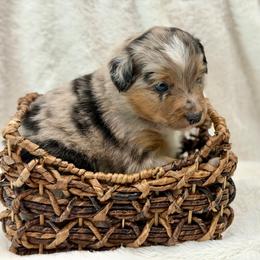 Blue collar - Blue merle male Miniature Australian Shepherd puppy in 32046, Florida from River Hill Ranch