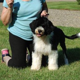 Portuguese Water Dog Puppies from Blue Marina Portuguese Water Dogs