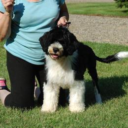 Portuguese Water Dog Puppies from Blue Marina Portuguese Water Dogs