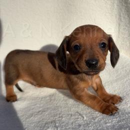 Boy 2 - Sable male Dachshund puppy in Brandon, Mississippi from A & N Kennels