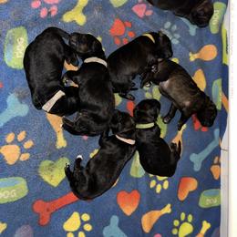 Rena - white collar   Guardianship home only - Black female German Shepherd puppy in Winterport, Maine from Vom Stevens Old Fashioned German Shepherds