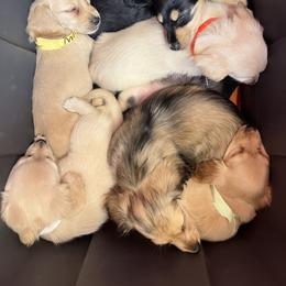 Dachshund Puppies from Appalachian Dachshunds