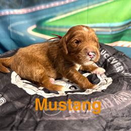 Mustang - Red  male Goldendoodle puppy in Chelan, Washington from North Cascades Doodles