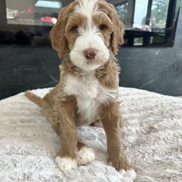 Ant Man (Tuxedo) - Red  Goldendoodle puppy in Morgan Hill, California from Soni the Doodle