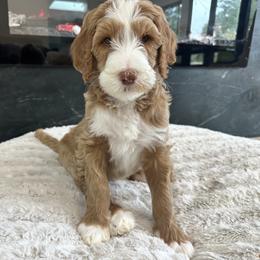 Ant Man (Tuxedo) - Red  Goldendoodle puppy in Morgan Hill, California from Soni the Doodle