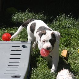 American Bulldog Puppies from Ferocia Kennels