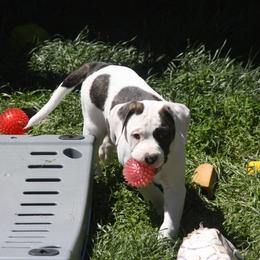American Bulldog Puppies from Ferocia Kennels