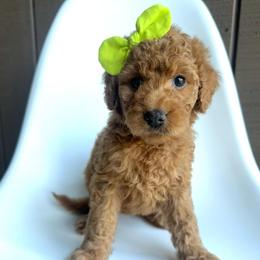 Spritz - Apricot female Goldendoodle puppy in Mount Pleasant, Tennessee from Doodle My Heart