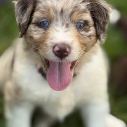 Bordoodle Puppies from Borders of Eby Eden