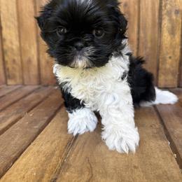 Birch - Black and white male Shih Tzu puppy in Montgomery, Texas from Furbourne Farms