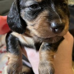 Dachshunds from Wolfley Weens