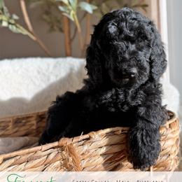 Green Boy - Black male Goldendoodle puppy in Carthage, Tennessee from Willows Doodles