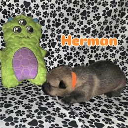 Herman - Gray male Swedish Vallhund puppy in Lake City, Virginia from Skyfyre Swedish Vallhunds