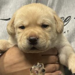 Boy number 2 - Yellow male Labrador Retriever puppy in Bethlehem, Pennsylvania from Reilly Lane Labradors LLC