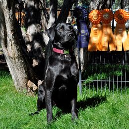 Ranger - Labrador Retriever