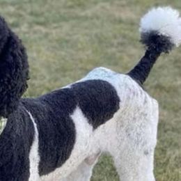 Dilute Retrievers, Labradoodles, and Poodles from Broadhead Kennels