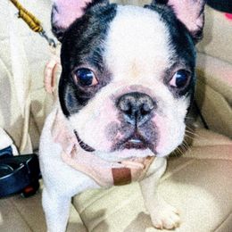 French Bulldogs from KK__DOGKENNEL