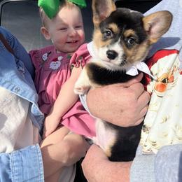 American Corgi and Pembroke Welsh Corgi Puppies from High Cotton Corgis