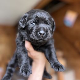 Boy 1 - Labrador Retriever puppy in Danville, Vermont from Dole Hill Labradors