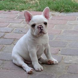 French Bulldog Puppies from Kennel Concharty