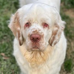 Archie - Clumber Spaniel