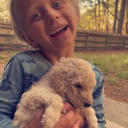 Goldendoodle and Weimaraner Puppies from DoodleDandy & Weimaraners