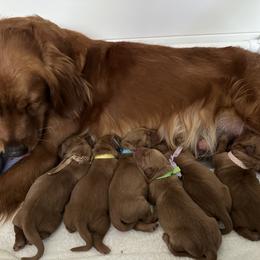 Boy 2 - male Golden Retriever puppy in El Dorado Hills, California from Golden Wiggle Retrievers