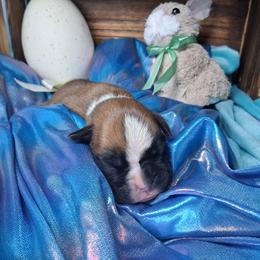 Boy 2 - Fawn male Boxer puppy in Pikeville, Kentucky from Boxers of Whispered Wishes