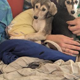 Saluki Puppies from Sahar Paz Salukis