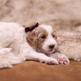 Goldendoodle Puppies from Hogan Family-Raised F1b Gooldendoodles