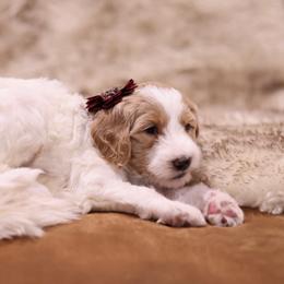 Goldendoodle Puppies from Hogan Family-Raised F1b Gooldendoodles